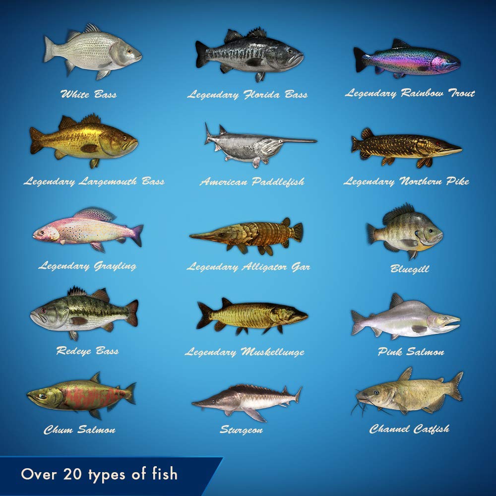 Legendary Fishing - Nintendo Switch - Image 4